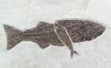 Mioplosus With Knightia Fossil Fish (Clearance Price) #47550-1